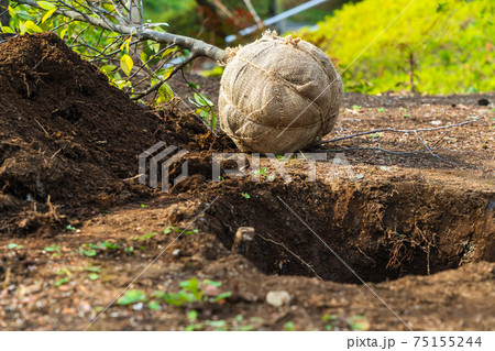 植木を移植する　春の公園 75155244