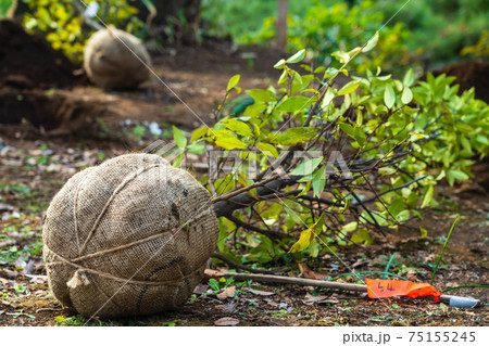 植木を移植する 春の公園 植木を移植する 春の公園 75155245
