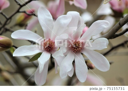 咲き競うような二輪のシデコブシの花 咲き競うような二輪のシデコブシの花 75155731