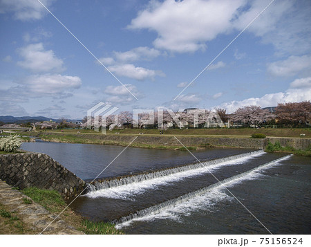 桜の咲く春の京都鴨川の風景 75156524