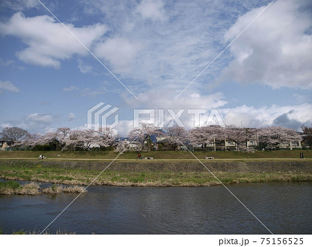 桜の咲く春の京都鴨川の風景 75156525