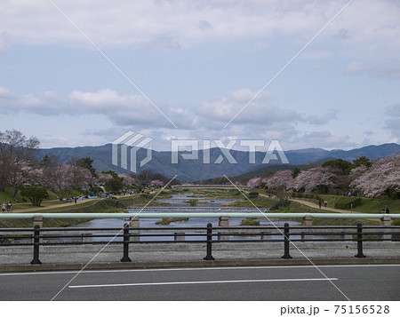 桜の咲く春の京都鴨川の風景 75156528