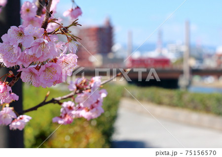 早咲きの桜　早春の彩り　（高知市　鏡川堤防）	 75156570