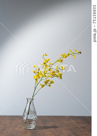 オレンジジューム 黄色 雀蘭 花 フラワー オレンジジューム 黄色 雀蘭 花 フラワー 75156935