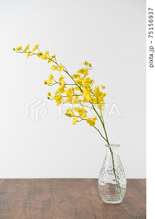 オレンジジューム　黄色　雀蘭　花　フラワー 75156937