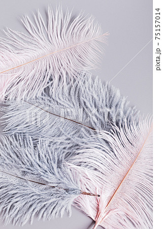 Pink and grey bird feathers on gray background 75157014