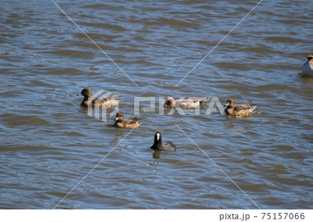 冬の川で泳ぐヒドリガモのメスとオスとオオバン 75157066