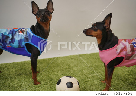 ミニチュアピンシャー姉弟　サッカー衣装　日本代表　写真15 75157356