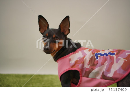 ミニチュアピンシャー姉弟　サッカー衣装　日本代表　写真32 75157409