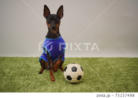 ミニチュアピンシャー姉弟　サッカー衣装　日本代表　写真58 75157498