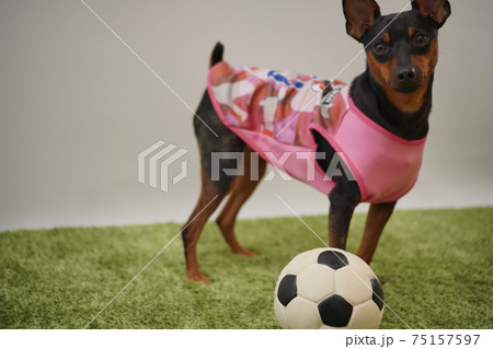 ミニチュアピンシャー姉弟　サッカー衣装　日本代表　写真88 75157597