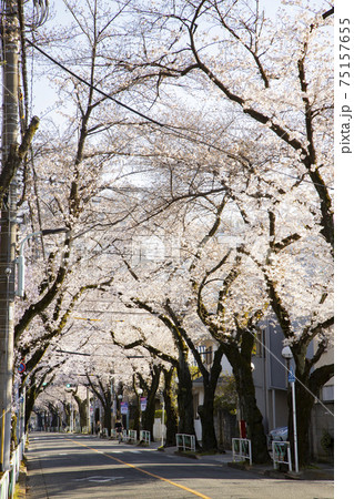 桜並木 オランダの桜並木は800本以上！アルメーレRegenboogbuurt