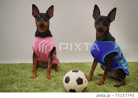 ミニチュアピンシャー姉弟 サッカー衣装 写真117 ミニチュアピンシャー姉弟 サッカー衣装 写真117 75157745