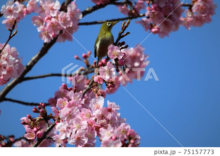 馬見丘陵公園河津桜とメジロ 馬見丘陵公園河津桜とメジロ 75157773