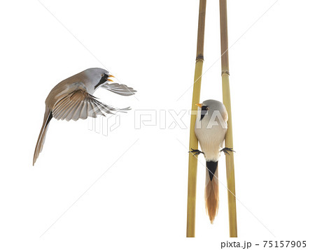 bird in flight. male beraded tit  (panurus biarmicus), isolated on white background. 75157905