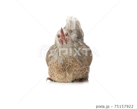 Sitting chicken isolated on white background. Sitting chicken isolated on white background. 75157922