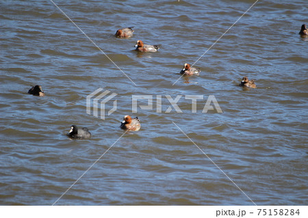 冬の川で泳ぐヒドリガモの群れとオオバン 75158284