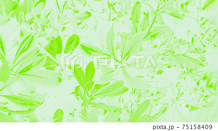 Floral background. Fresh green ficus leaves on a pale background 75158409