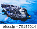 庭園の池を気持ち良さそうに泳ぐ鴨、岸辺でのんびり過ごす鴨 75159014