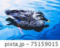 庭園の池を気持ち良さそうに泳ぐ鴨、岸辺でのんびり過ごす鴨 75159015