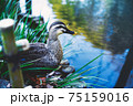 庭園の池を気持ち良さそうに泳ぐ鴨、岸辺でのんびり過ごす鴨 75159016