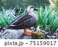 庭園の池を気持ち良さそうに泳ぐ鴨、岸辺でのんびり過ごす鴨 75159017