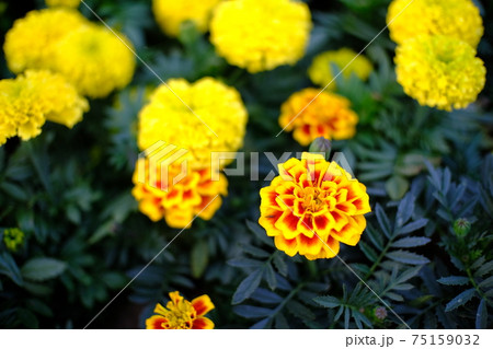 Close up of beautiful Marigold flower in the garden. 75159032