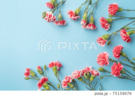 カーネーション ハマナデシコ 花 75159076