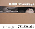 Looking for something hamster in a carton box 75159161