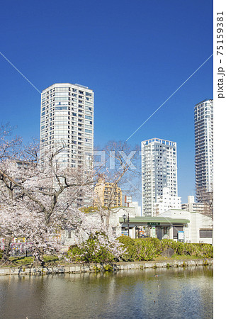 上野公園 不忍池周辺の風景の写真素材