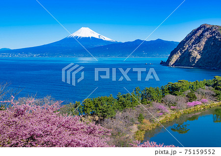 静岡県沼津市井田 河津桜の咲く明神池と富士山 静岡県沼津市井田 河津桜の咲く明神池と富士山 75159552