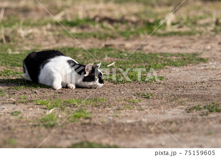 獲物を狙う猫の写真素材 獲物を狙う猫の写真素材