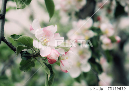 Spring flowers banner. Spring renewal, nature in spring, flowers, blooming, new life, pink flower, sakura blossom 75159639