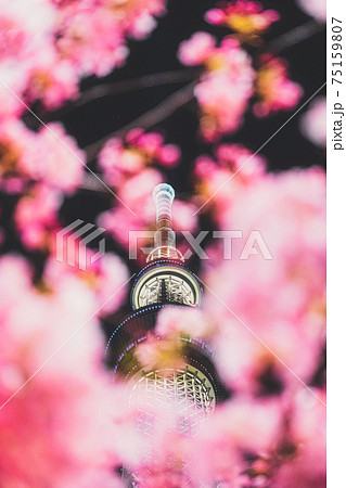 夜空にそびえ立つ東京スカイツリーと夜桜（河津桜）を写した東京都墨田区の春の風物詩 75159807