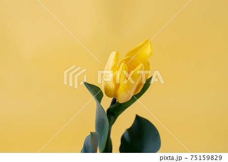 チューリップ 鬱金香 Tulip 花 チューリップ 鬱金香 Tulip 花 75159829