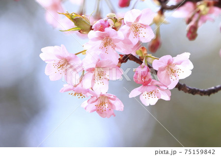 満開の河津桜　クローズアップ　　　 75159842