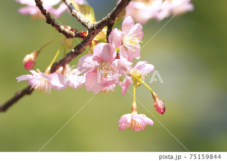 満開の河津桜　クローズアップ　　　 75159844