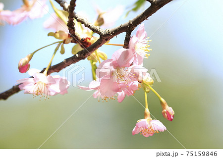 満開の河津桜 クローズアップ 満開の河津桜 クローズアップ 75159846