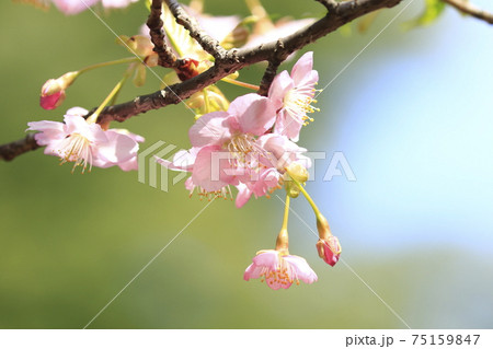 満開の河津桜 クローズアップ 満開の河津桜 クローズアップ 75159847