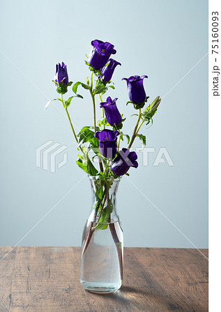 カンパニュラ　フウリンソウ　ホタルブクロ　キキョウ　Bellflower　風鈴草 75160093