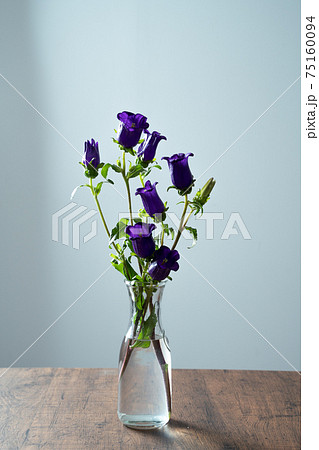 カンパニュラ フウリンソウ ホタルブクロ キキョウ Bellflower 風鈴草 カンパニュラ フウリンソウ ホタルブクロ キキョウ Bellflower 風鈴草 75160094