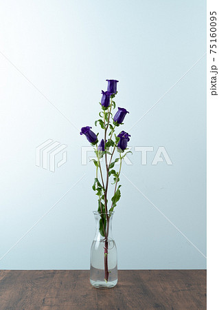 カンパニュラ　フウリンソウ　ホタルブクロ　キキョウ　Bellflower　風鈴草 75160095