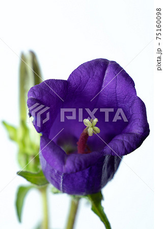 カンパニュラ フウリンソウ ホタルブクロ キキョウ Bellflower 風鈴草の写真素材
