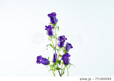 カンパニュラ フウリンソウ ホタルブクロ キキョウ Bellflower 風鈴草の写真素材