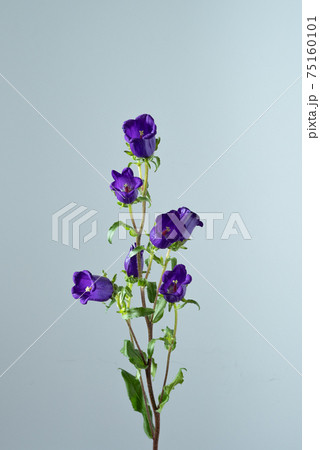 カンパニュラ フウリンソウ ホタルブクロ キキョウ Bellflower 風鈴草の写真素材