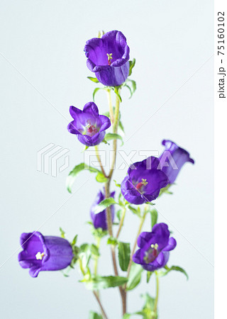 カンパニュラ　フウリンソウ　ホタルブクロ　キキョウ　Bellflower　風鈴草 75160102