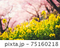 春を告げる菜の花と河津桜の共演（黄色と桃色のハーモニー） 75160218