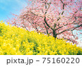 春を告げる菜の花と河津桜の共演（黄色と桃色のハーモニー） 75160220