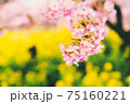 春を告げる菜の花と河津桜の共演（黄色と桃色のハーモニー） 75160221