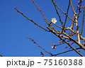 梅の開花（快晴） 75160388